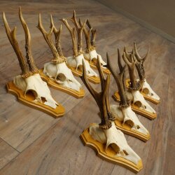 8-Piece Roe Deer Antler Set (Male Roe Deer) on Trophy Plaques 21.510