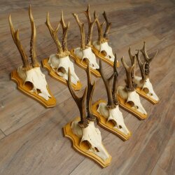 8-Piece Roe Deer Antler Set (Male Roe Deer) on Trophy Plaques 21.510