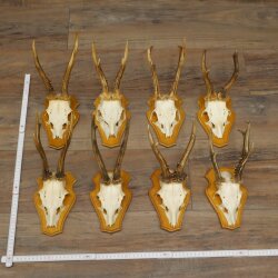 8-Piece Roe Deer Antler Set (Male Roe Deer) on Trophy Plaques 21.510