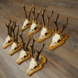 8-Piece Roe Deer Antler Set (Male Roe Deer) on Trophy Plaques 21.510