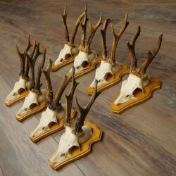 8-Piece Roe Deer Antler Set (Male Roe Deer) on Trophy Plaques 21.510