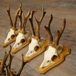 8-Piece Roe Deer Antler Set (Male Roe Deer) on Trophy Plaques 21.510