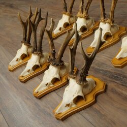 8-Piece Roe Deer Antler Set (Male Roe Deer) on Trophy Plaques 21.510