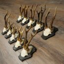 Corna di capriolo, 10 pezzi, set di corna di capriolo...