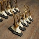 10 Roe Deer Antlers, Roe Deer Buck Antler Set on Trophy Plaques 21.511