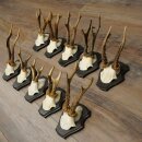 10 Roe Deer Antlers, Roe Deer Buck Antler Set on Trophy Plaques 21.511