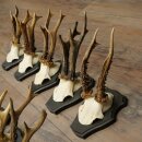 10 Roe Deer Antlers, Roe Deer Buck Antler Set on Trophy Plaques 21.511