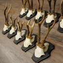10 Roe Deer Antlers, Roe Deer Buck Antler Set on Trophy Plaques 21.511