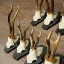 10 Roe Deer Antlers, Roe Deer Buck Antler Set on Trophy Plaques 21.511
