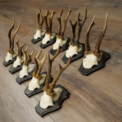 10 Roe Deer Antlers, Roe Deer Buck Antler Set on Trophy Plaques 21.511