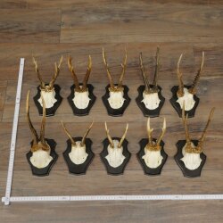 10 Roe Deer Antlers, Roe Deer Buck Antler Set on Trophy Plaques 21.511