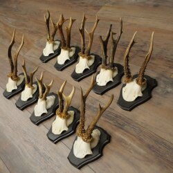 10 Roe Deer Antlers, Roe Deer Buck Antler Set on Trophy Plaques 21.511