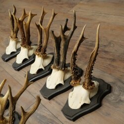 10 Roe Deer Antlers, Roe Deer Buck Antler Set on Trophy Plaques 21.511