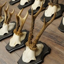 10 Roe Deer Antlers, Roe Deer Buck Antler Set on Trophy Plaques 21.511