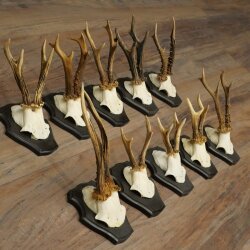 10 Roe Deer Antlers, Roe Deer Buck Antler Set on Trophy Plaques 21.511