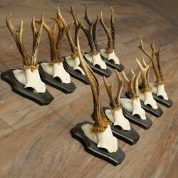 10 Roe Deer Antlers, Roe Deer Buck Antler Set on Trophy Plaques 21.511