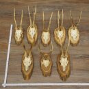 Corna di capriolo, 8 pezzi, vecchi caprioli maschi, corna...