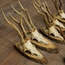 Rehgeweihe 8 Stück alte Rehböcke Reh Bock Geweih auf Baumscheiben 20.133