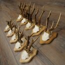 10 pairs of roe deer antlers mounted on new trophy...