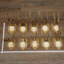 10 pairs of roe deer antlers mounted on new trophy...