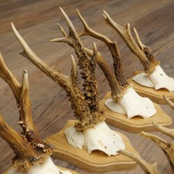 Cuernos de corzo: 10 ejemplares de corzo macho en nuevas placas de trofeos. Corzo, corzo macho, cuernos. 22.1436