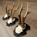 3 pairs of roe deer antlers mounted on new trophy...