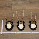 3 pairs of roe deer antlers mounted on new trophy...