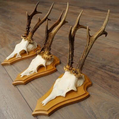 3 Roe Deer Antlers, 3 Roe Deer Bucks on Trophy Plaques, Roe Deer, Roe Deer Buck, Antlers 22.1438