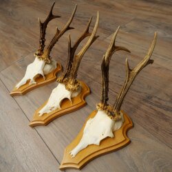 3 Roe Deer Antlers, 3 Roe Deer Bucks on Trophy Plaques, Roe Deer, Roe Deer Buck, Antlers 22.1438