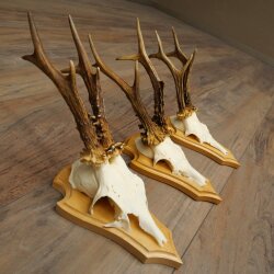 3 Roe Deer Antlers, 3 Roe Deer Bucks on Trophy Plaques, Roe Deer, Roe Deer Buck, Antlers 22.1438