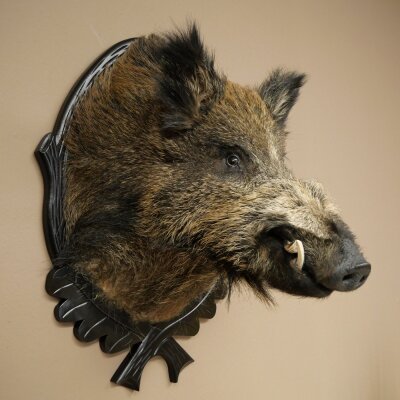 Wild Boar, European, Boar, Boar Head, Height 70 cm, Head, Taxidermy Specimen, Trophy, Shield 34.1.82
