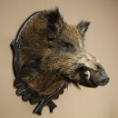 Sanglier européen, tête de sanglier, hauteur...