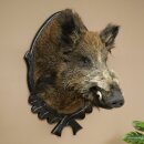 Wild Boar, European, Boar, Boar Head, Height 70 cm, Head, Taxidermy Specimen, Trophy, Shield 34.1.82