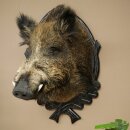 Wild Boar, European, Boar, Boar Head, Height 70 cm, Head, Taxidermy Specimen, Trophy, Shield 34.1.82