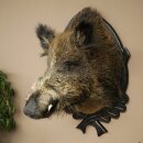 Wild Boar, European, Boar, Boar Head, Height 70 cm, Head, Taxidermy Specimen, Trophy, Shield 34.1.82
