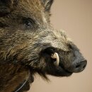 Wild Boar, European, Boar, Boar Head, Height 70 cm, Head, Taxidermy Specimen, Trophy, Shield 34.1.82