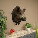 Wild Boar, European, Boar, Boar Head, Height 70 cm, Head, Taxidermy Specimen, Trophy, Shield 34.1.82