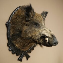 Wild Boar, European, Boar, Boar Head, Height 70 cm, Head, Taxidermy Specimen, Trophy, Shield 34.1.82