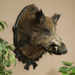 Wild Boar, European, Boar, Boar Head, Height 70 cm, Head, Taxidermy Specimen, Trophy, Shield 34.1.82