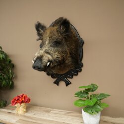 Wild Boar, European, Boar, Boar Head, Height 70 cm, Head, Taxidermy Specimen, Trophy, Shield 34.1.82