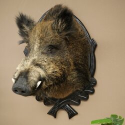 Wild Boar, European, Boar, Boar Head, Height 70 cm, Head, Taxidermy Specimen, Trophy, Shield 34.1.82