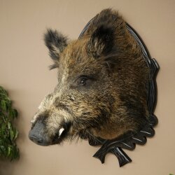 Wild Boar, European, Boar, Boar Head, Height 70 cm, Head, Taxidermy Specimen, Trophy, Shield 34.1.82