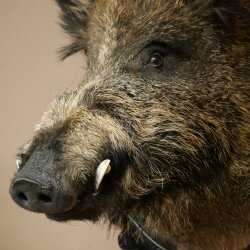 Wild Boar, European, Boar, Boar Head, Height 70 cm, Head, Taxidermy Specimen, Trophy, Shield 34.1.82