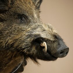 Wild Boar, European, Boar, Boar Head, Height 70 cm, Head, Taxidermy Specimen, Trophy, Shield 34.1.82
