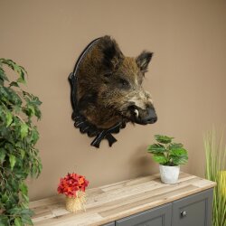 Wild Boar, European, Boar, Boar Head, Height 70 cm, Head, Taxidermy Specimen, Trophy, Shield 34.1.82
