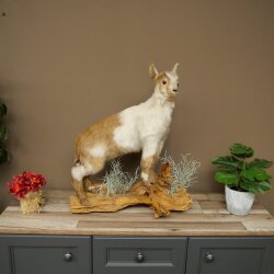 Ziege junge Zicklein Ziegenkitz Präparat Höhe 67 cm Trophäe Ganzpräparat 84.13.8