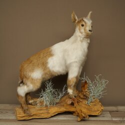 Ziege junge Zicklein Ziegenkitz Präparat Höhe 67 cm Trophäe Ganzpräparat 84.13.8