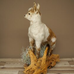 Ziege junge Zicklein Ziegenkitz Präparat Höhe 67 cm Trophäe Ganzpräparat 84.13.8