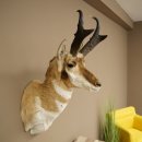 Supporto a forcella Pronghorn, testa imbalsamata, altezza...