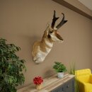 Supporto a forcella Pronghorn, testa imbalsamata, altezza...